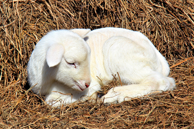 agnello